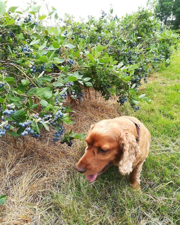 Wassermann Heidelbeeren